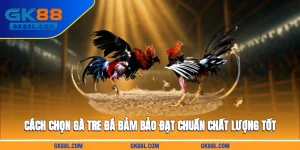 cach-chon-ga-tre-da-dam-bao-dat-chuan-chat-luong-tot-gk88l-com