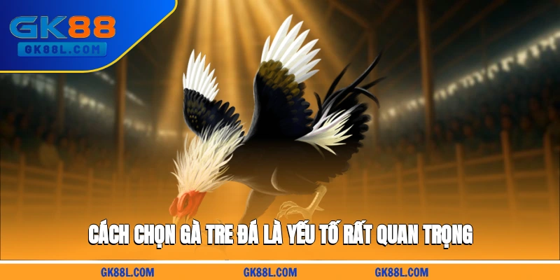 cach-chon-ga-tre-da-la-yeu-to-rat-quan-trong-gk88l.com
